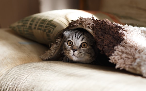 猫在训练中互动