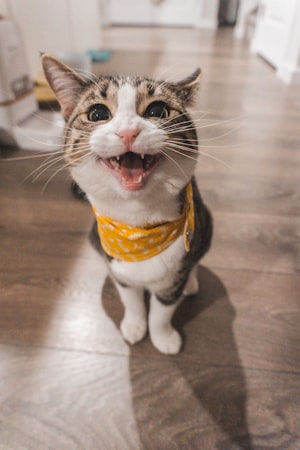 猫的教学视频制作全攻略：百度SEO优化技巧与实用指南