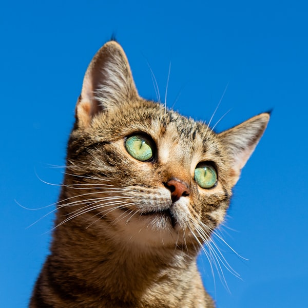 猫在训练中学习