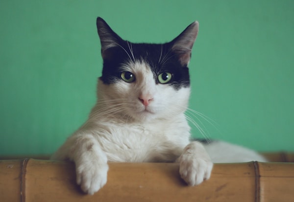 猫在训练中的互动场景