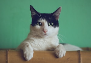 猫的教学设计：高效猫训练课程与行为教育指南