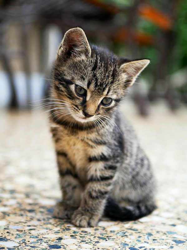 猫在阅读书籍